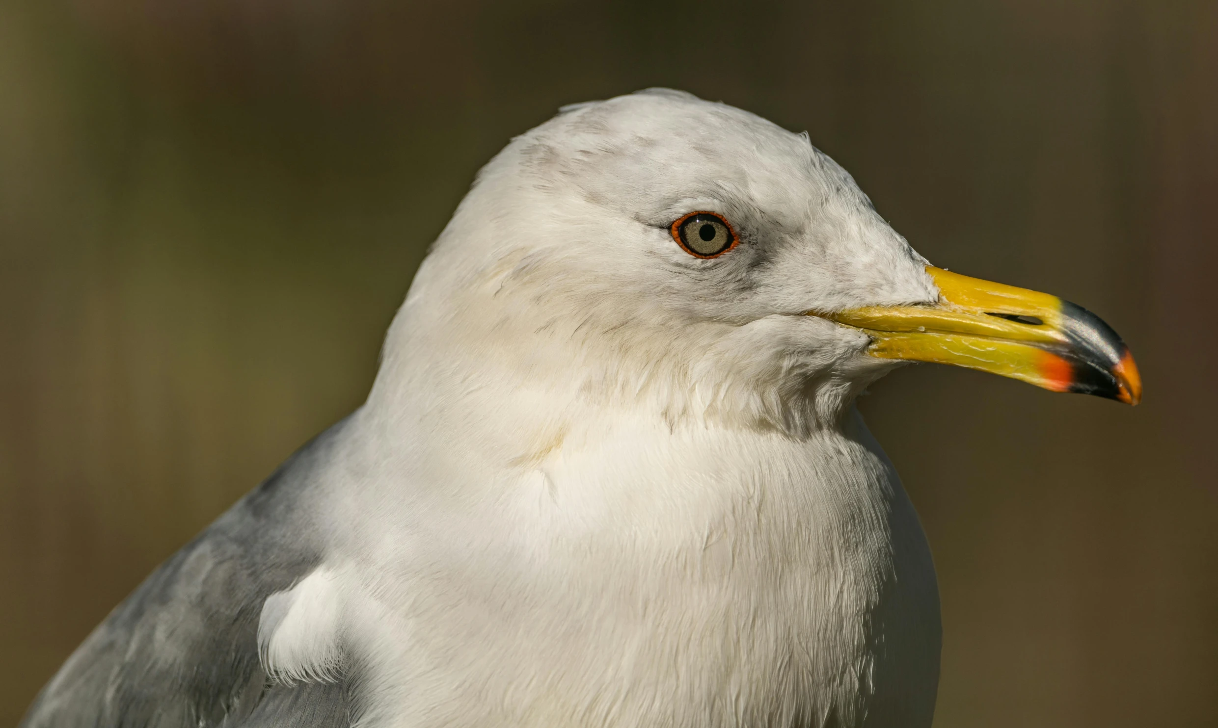 a white and yellow bird with a big black beak