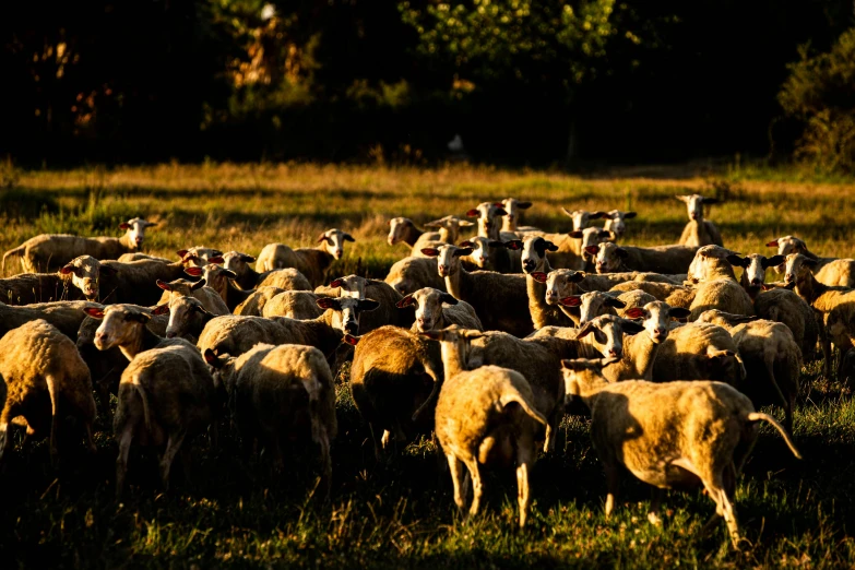 the herd of sheep are grazing in a field