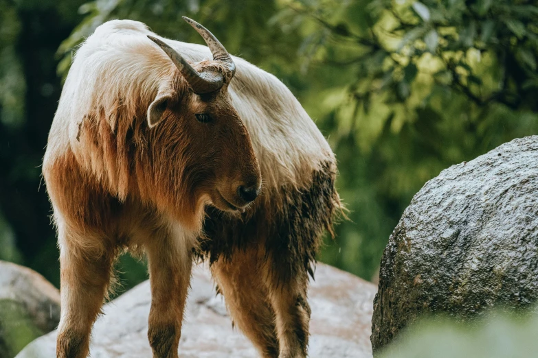 there is a yak in the zoo looking for food