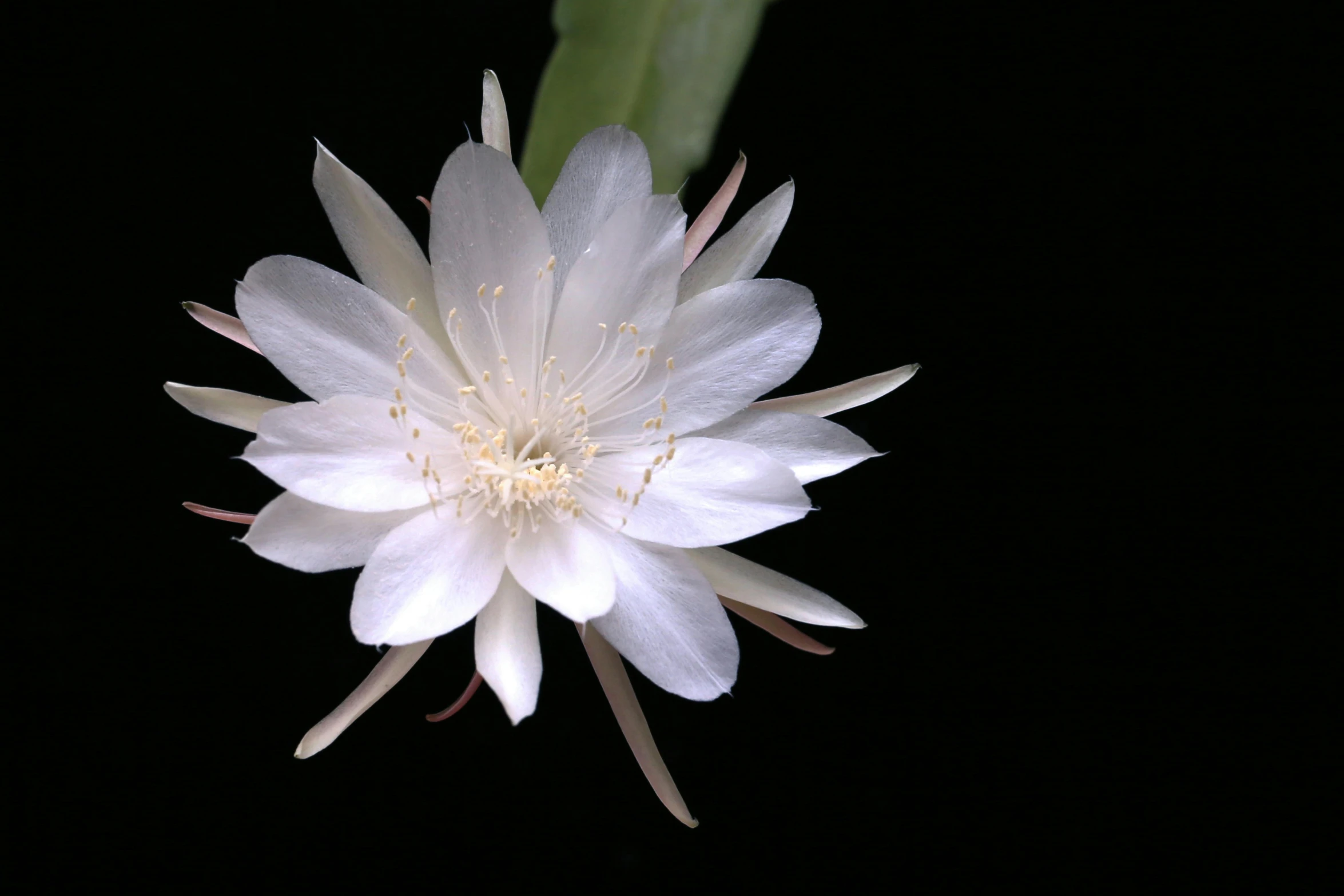 this is an image of a flower with a dark background