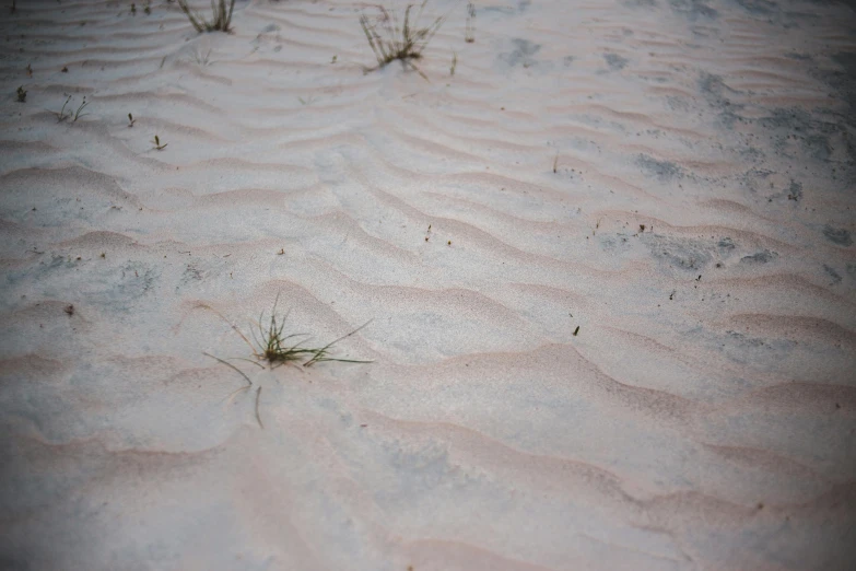 some grass is growing in some sand in the desert