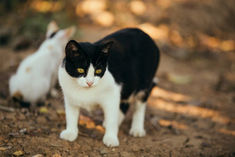 two cats standing on dirt ground, one with yellow eyes