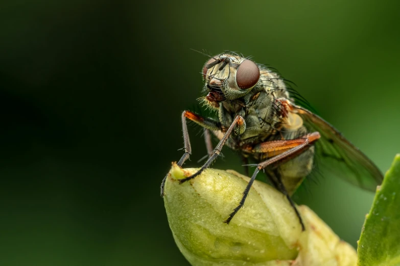 a close up of a fly with long antennae on its face