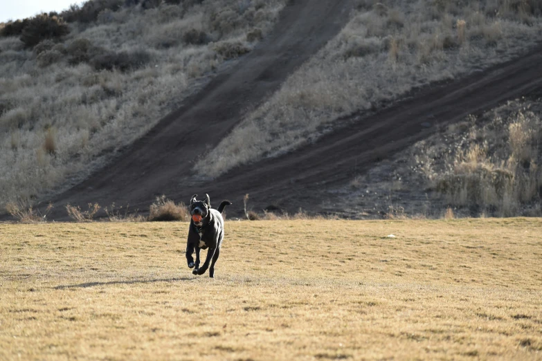 a man is playing frisbee in an open field