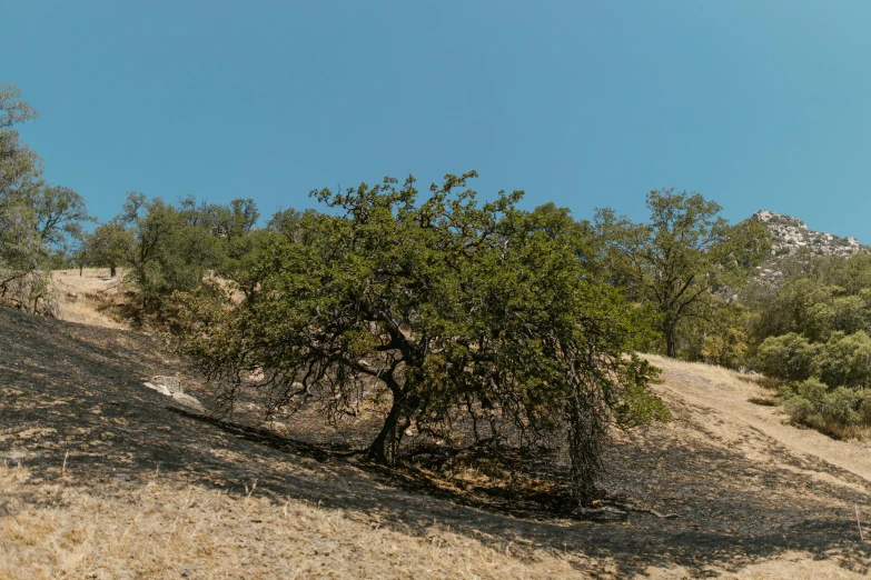 the lone tree is sitting at the top of the mountain