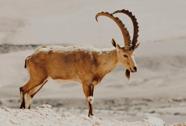 a goat is standing alone on the rocky mountains