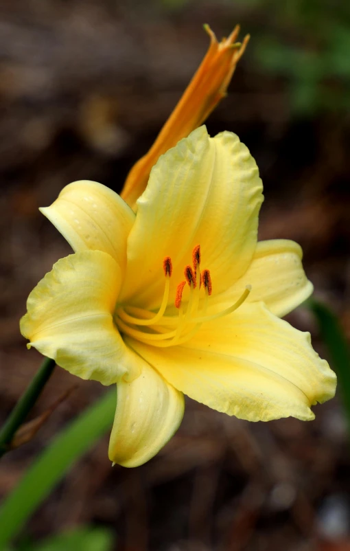 a yellow flower with dark spots sitting in the ground