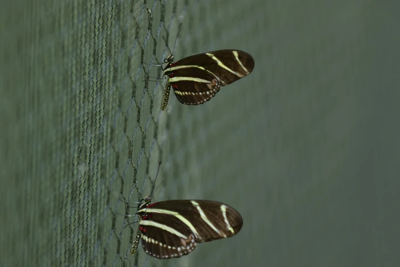 two erflies hanging on chains in the water