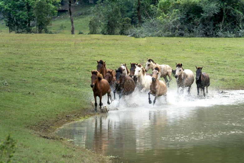 a herd of horses walking across a field next to a body of water