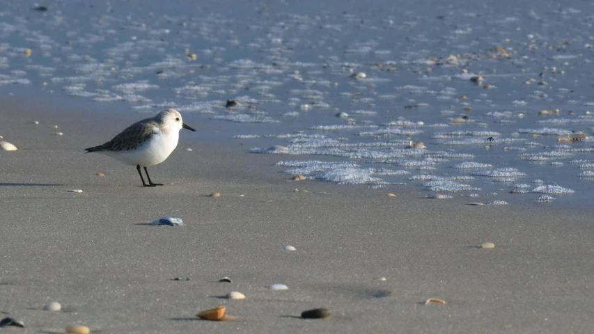 small bird standing on sand near water