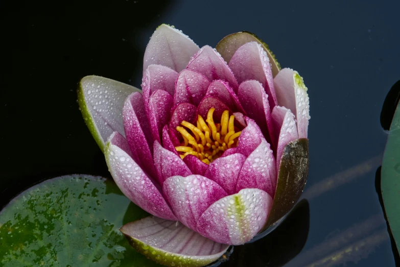 the pink flower has yellow center and is floating on the surface of the water