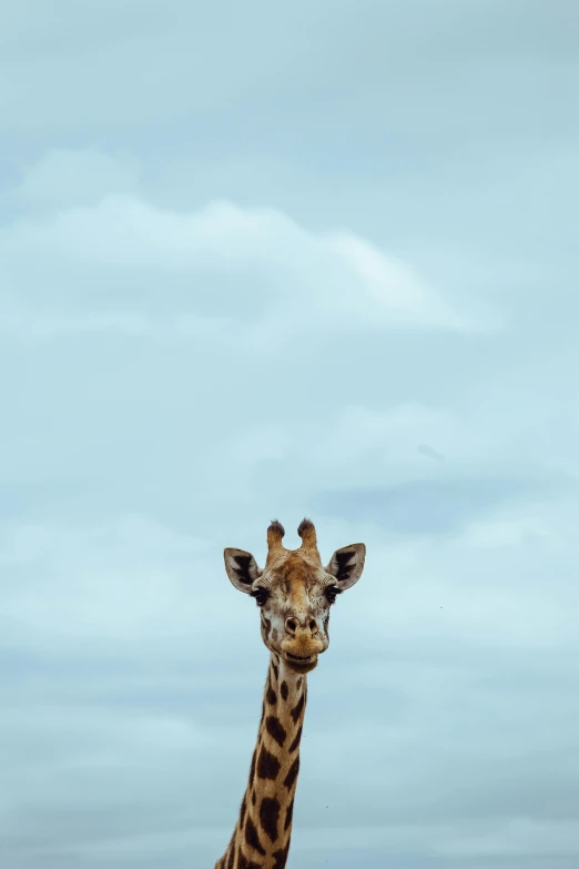 a tall giraffe standing under a cloudy sky