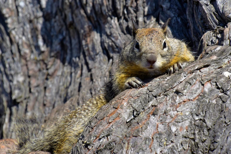 the squirrel is sitting on top of a tree