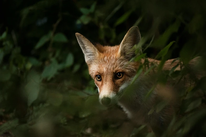 an orange fox looking out from some trees