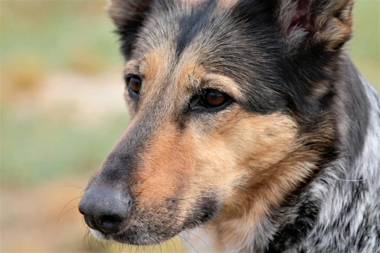 a brown and black dog with big ears