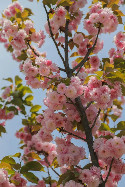 a pink tree has very tiny pink flowers