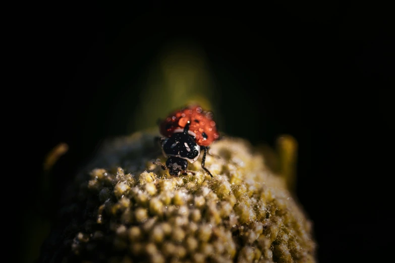 closeup of small ladybird with red legs on moss