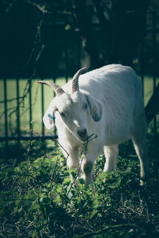 the white goat has two horns on his head