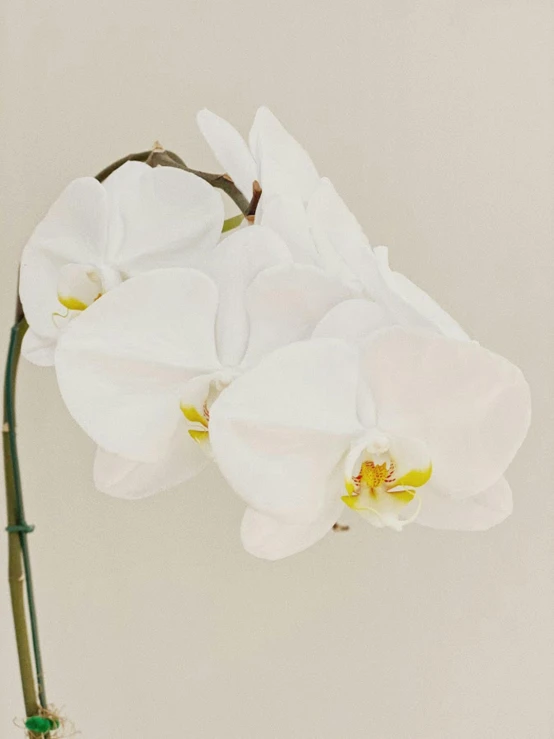 a single white orchid in a square vase