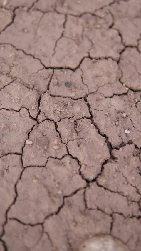 a small flower is on some dirt that looks brown