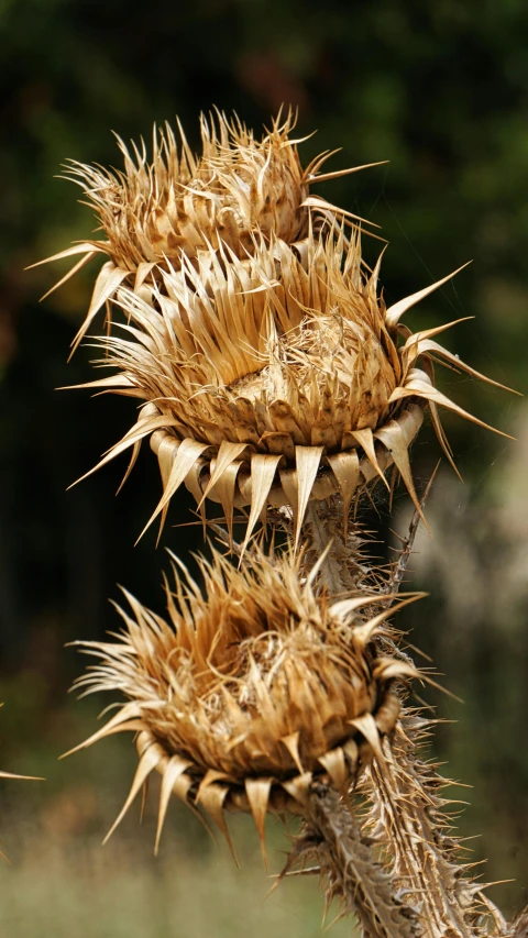 a very tall plant with spiked spikes in the middle