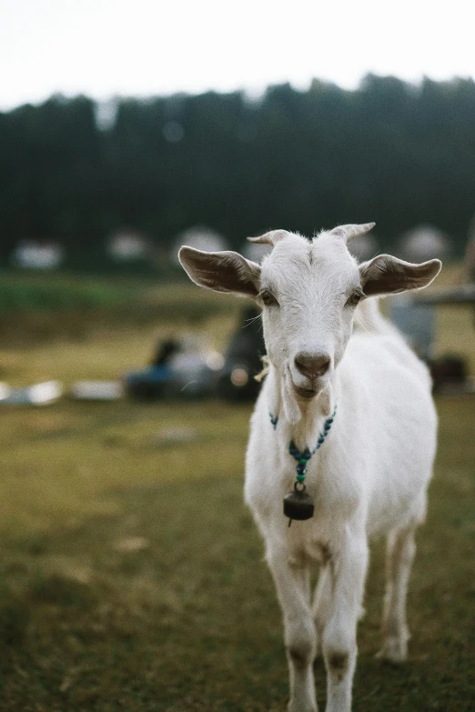 an adult goat looks at the camera in a grassy field