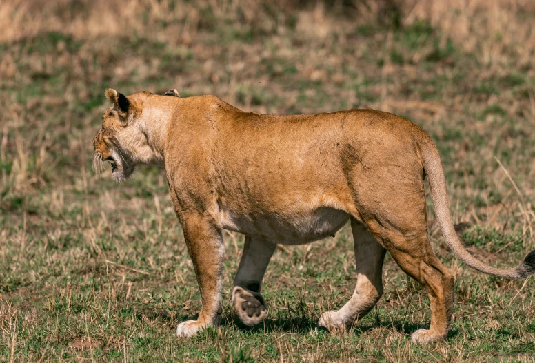 a close up of a small puma walking on grass