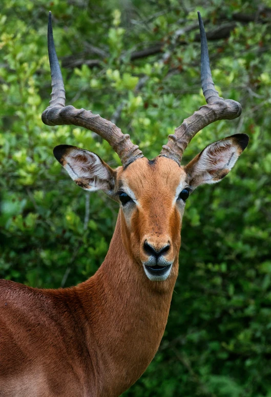 a large animal with very long horns standing in front of trees