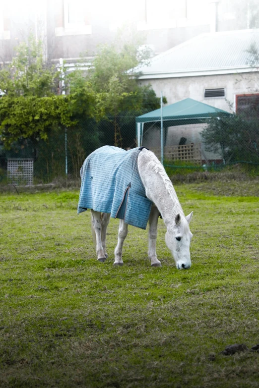 a horse wearing a blanket eating grass in the pasture