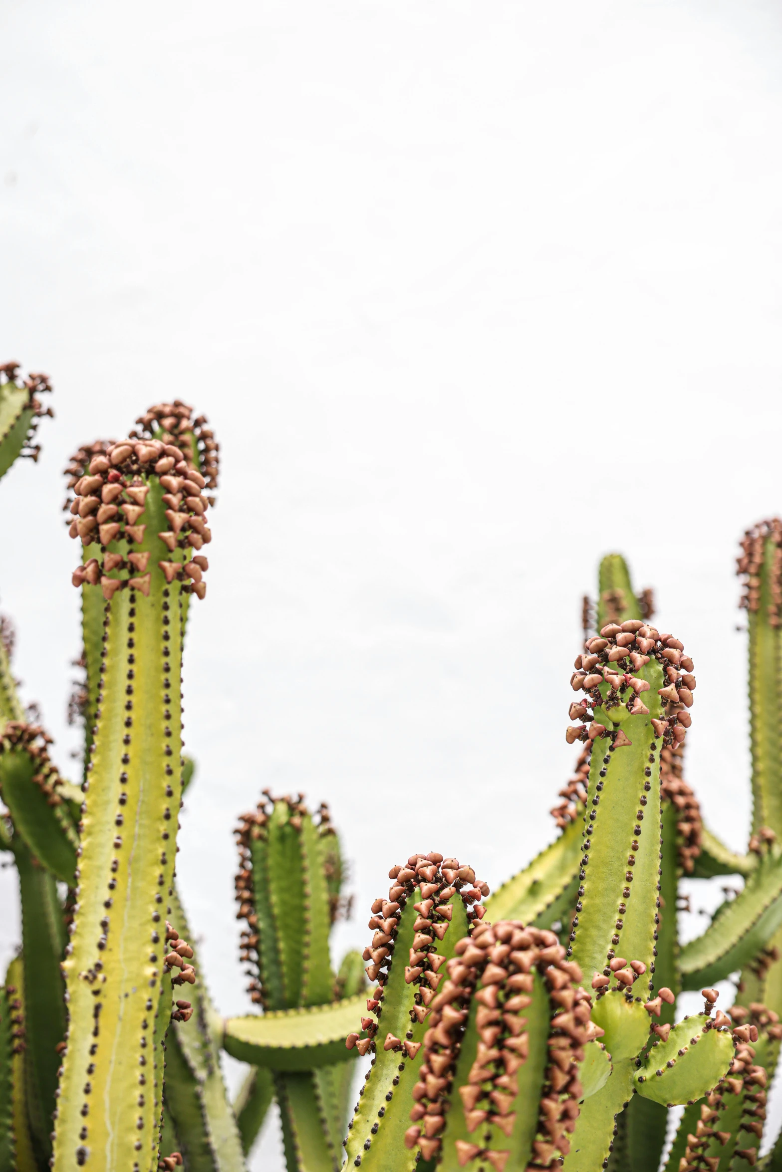 several cactus plants against the sky