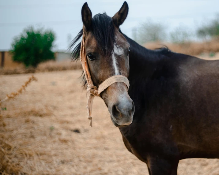 there is a horse standing in a hay field