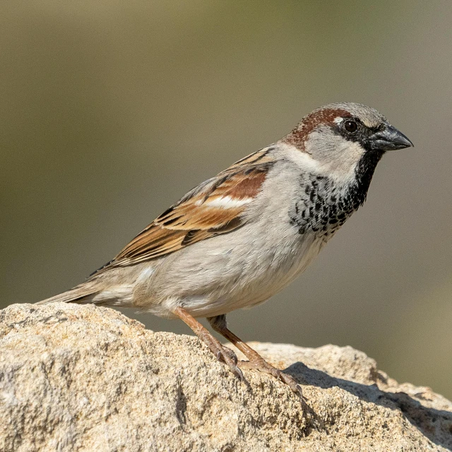 a brown and white bird sitting on the rocks