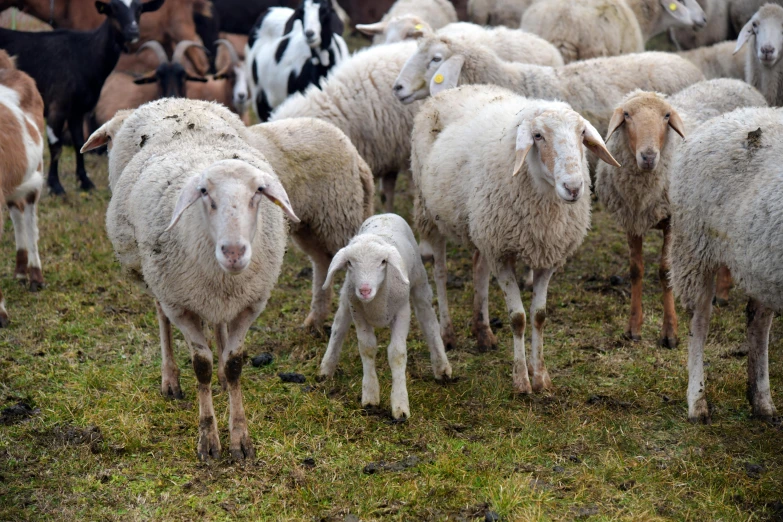 many goats are grazing on some grass with other animals