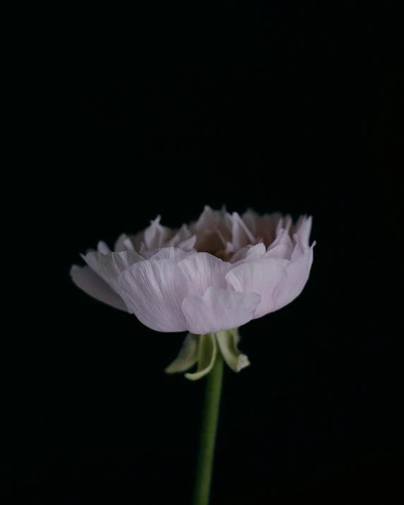 a flower that is standing up in the dark