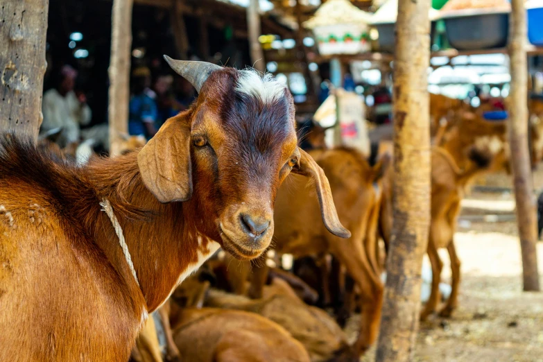 a goat that is standing next to other animals