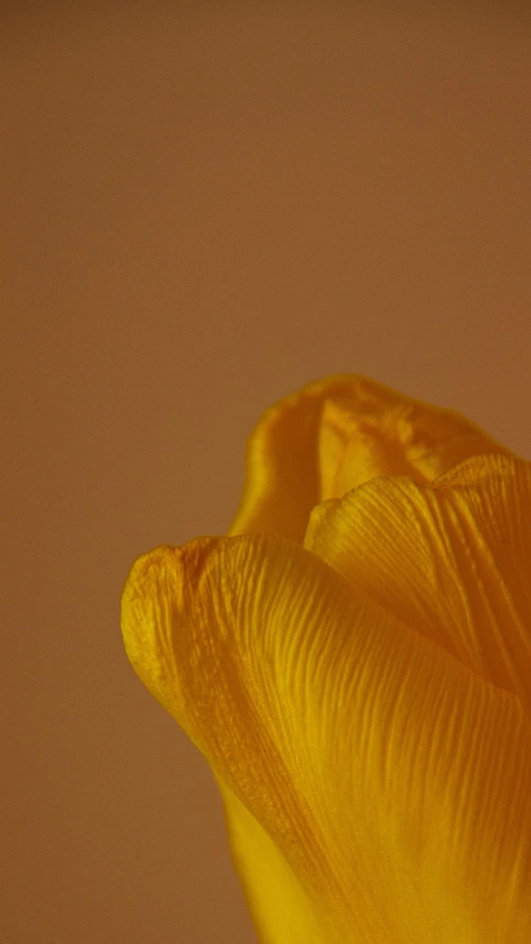 a yellow flower is being observed in the distance