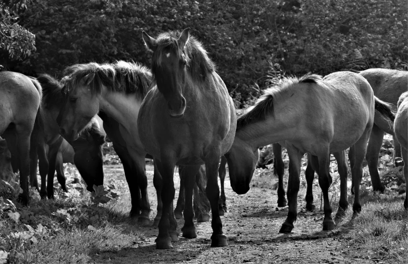 a group of horses in black and white po