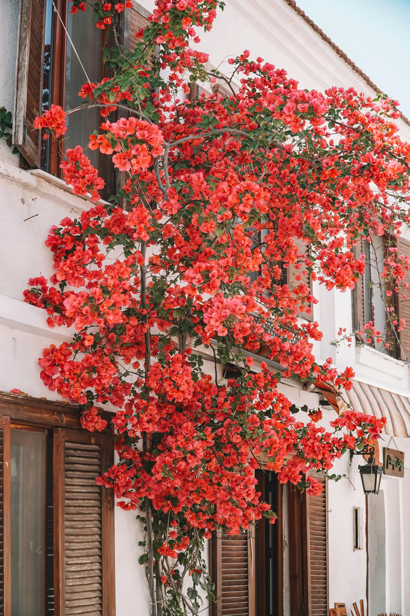 a red flowering bush next to a window and a building