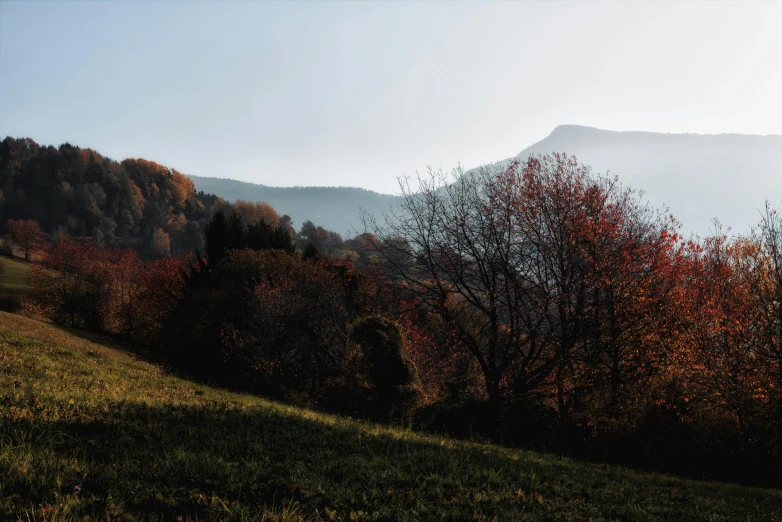 a cow on the hillside near some trees