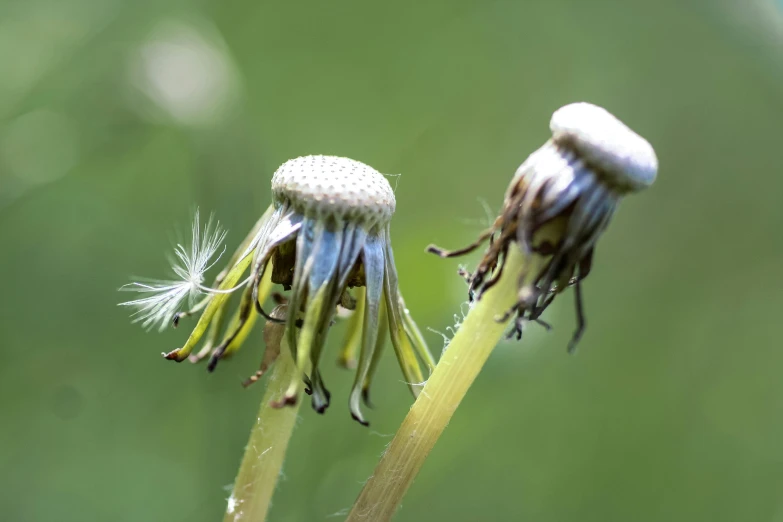 a close up of two plants in front of a green background