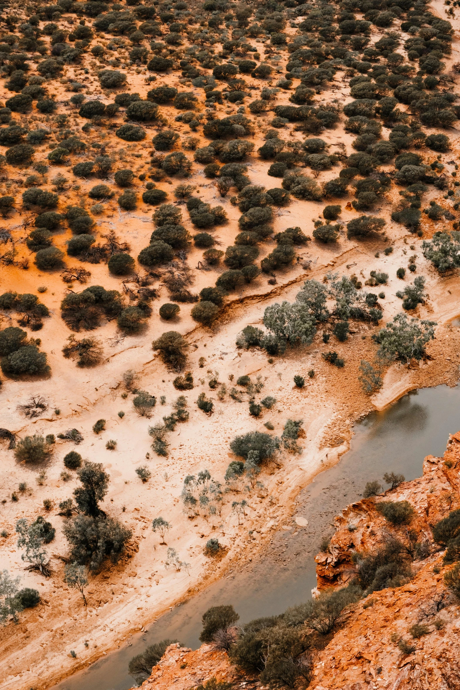 aerial view of water and trees in dirt area with arid terrain