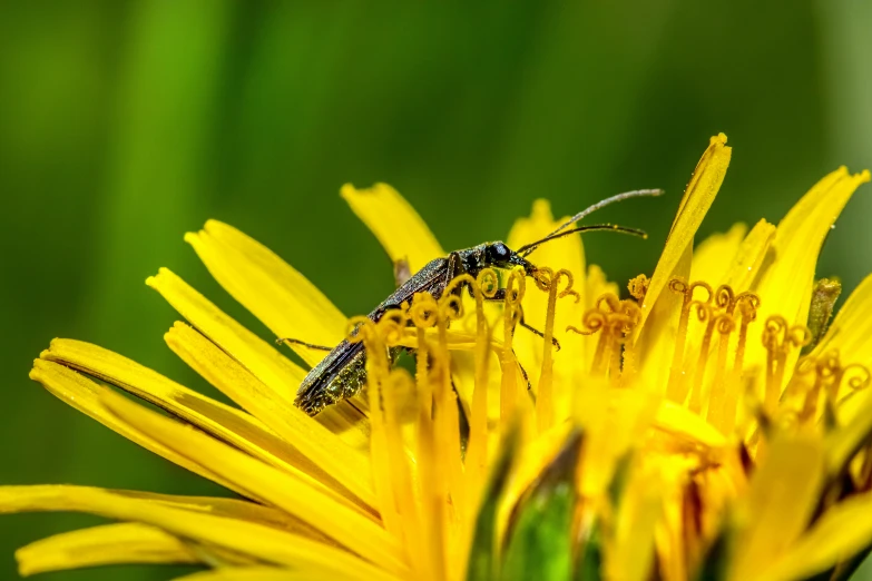 a bug sitting on top of yellow flowers