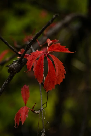 red leaves on a tree nch in a forest