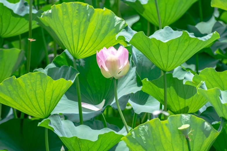 there is a flower that is standing among green leaves