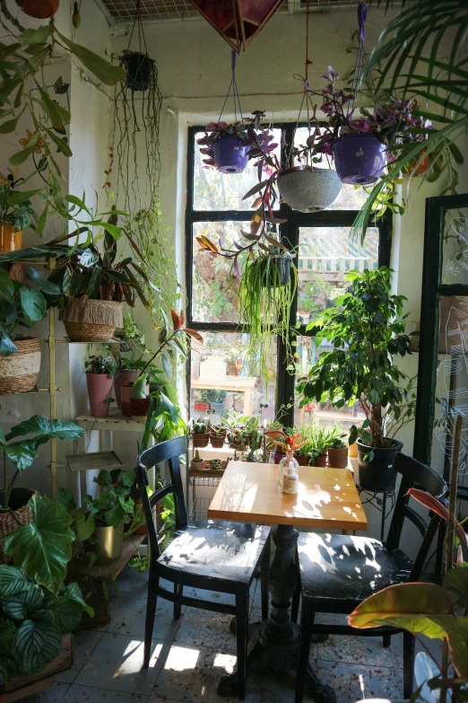 the plants in the potted houseplant are hanging from the roof