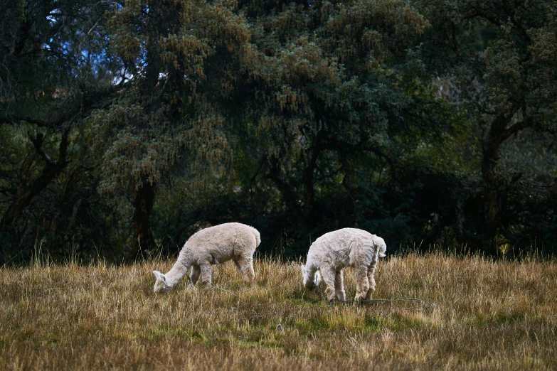 two sheep in a grassy area with trees in the background