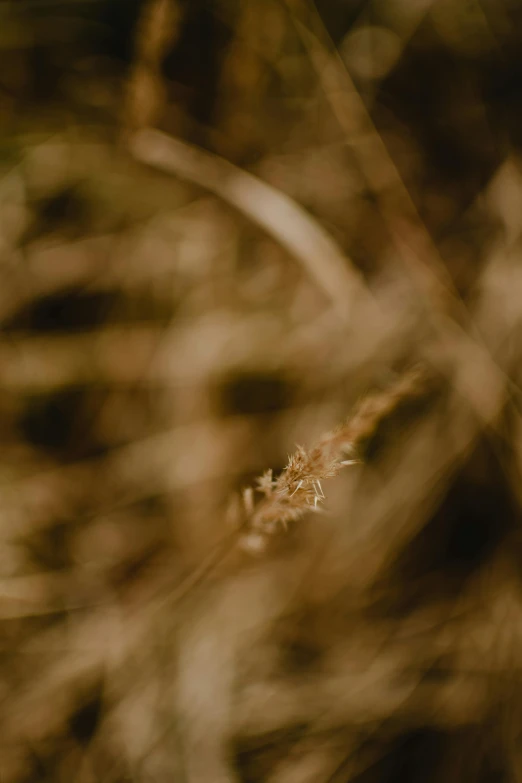 a lone dead flower head with its blurred leaves