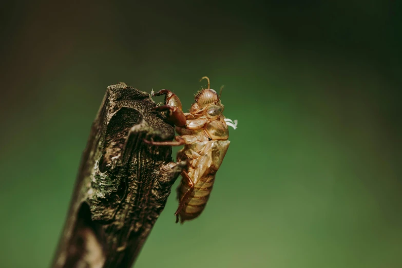 a cica on top of a twig