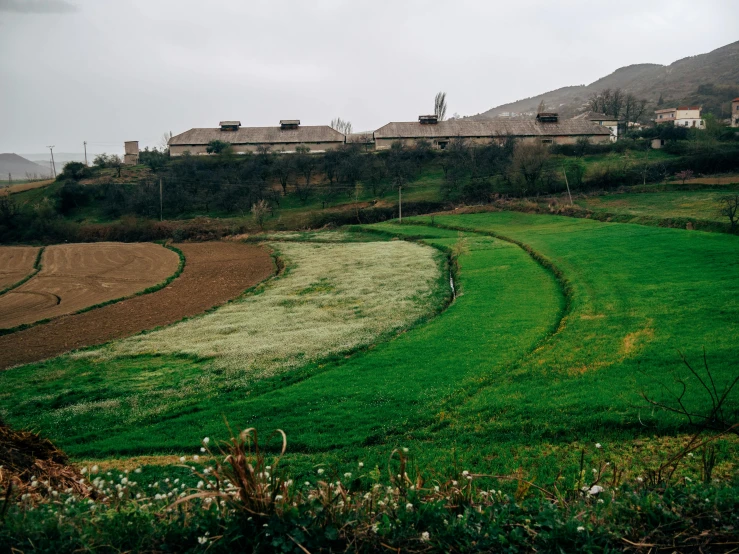 houses are in the background and grass is growing