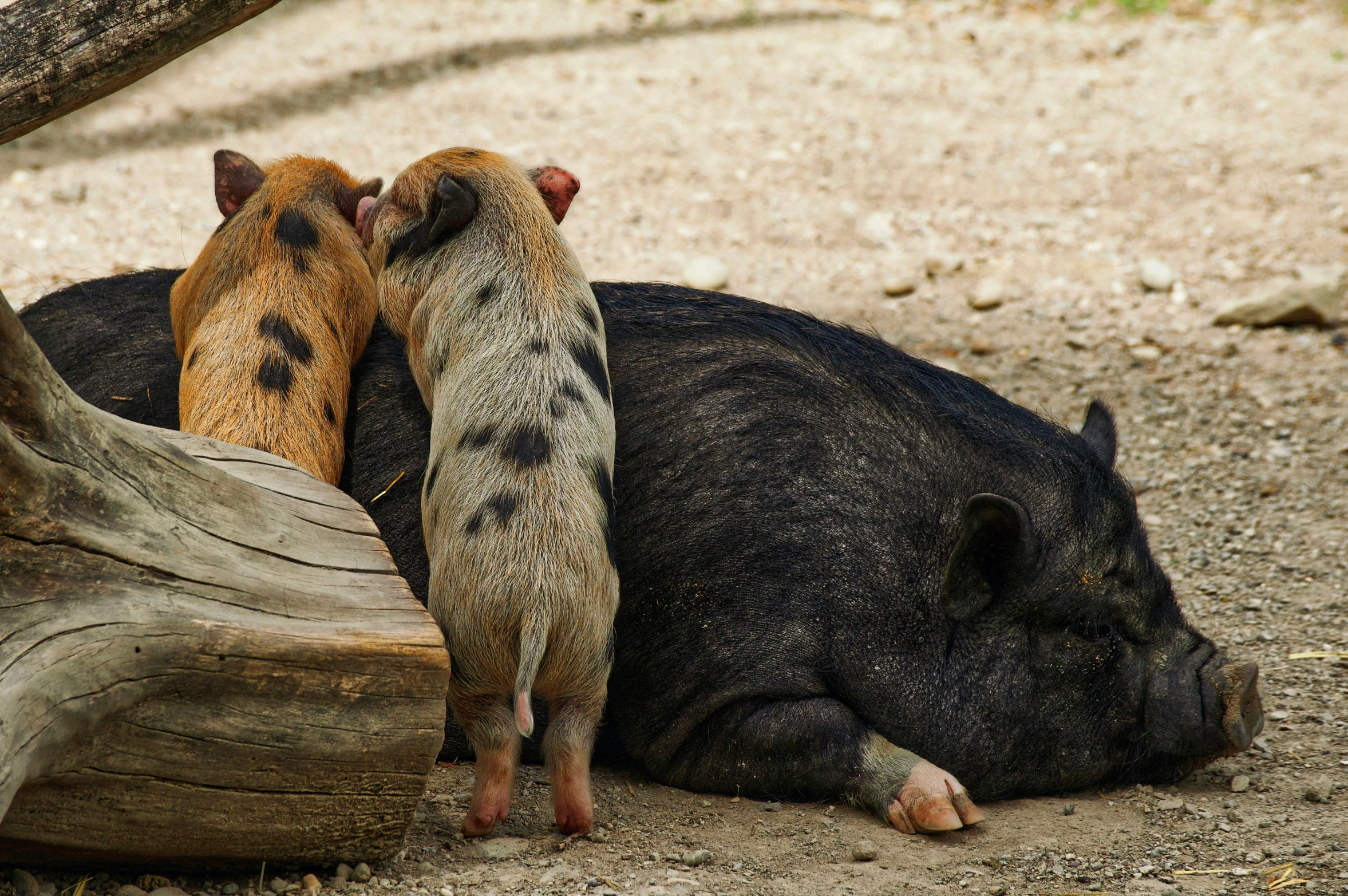 two wild boars resting next to each other in an enclosure